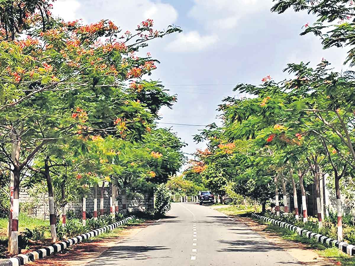 హరిత లక్ష్యం.. 63లక్షలు