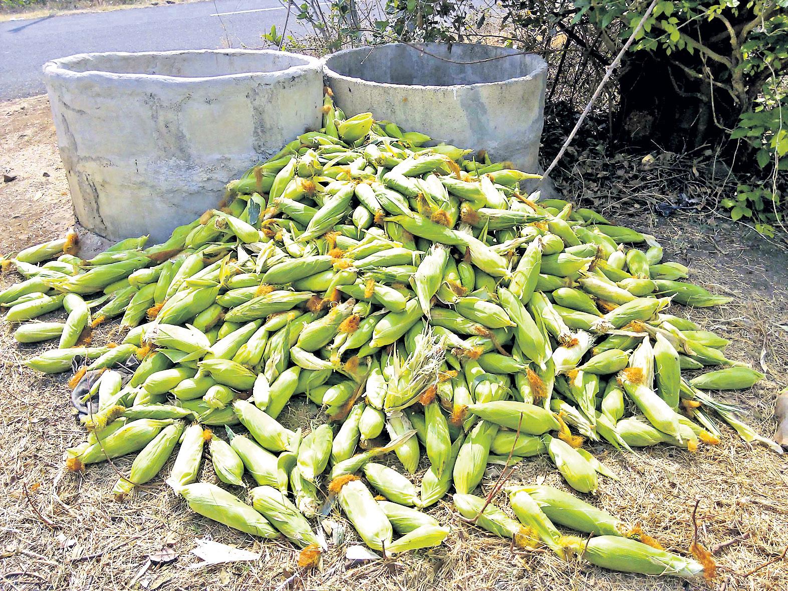 మక్కలతో ఫలితం సున్న!