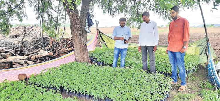 నర్సరీలో కంది పంట!