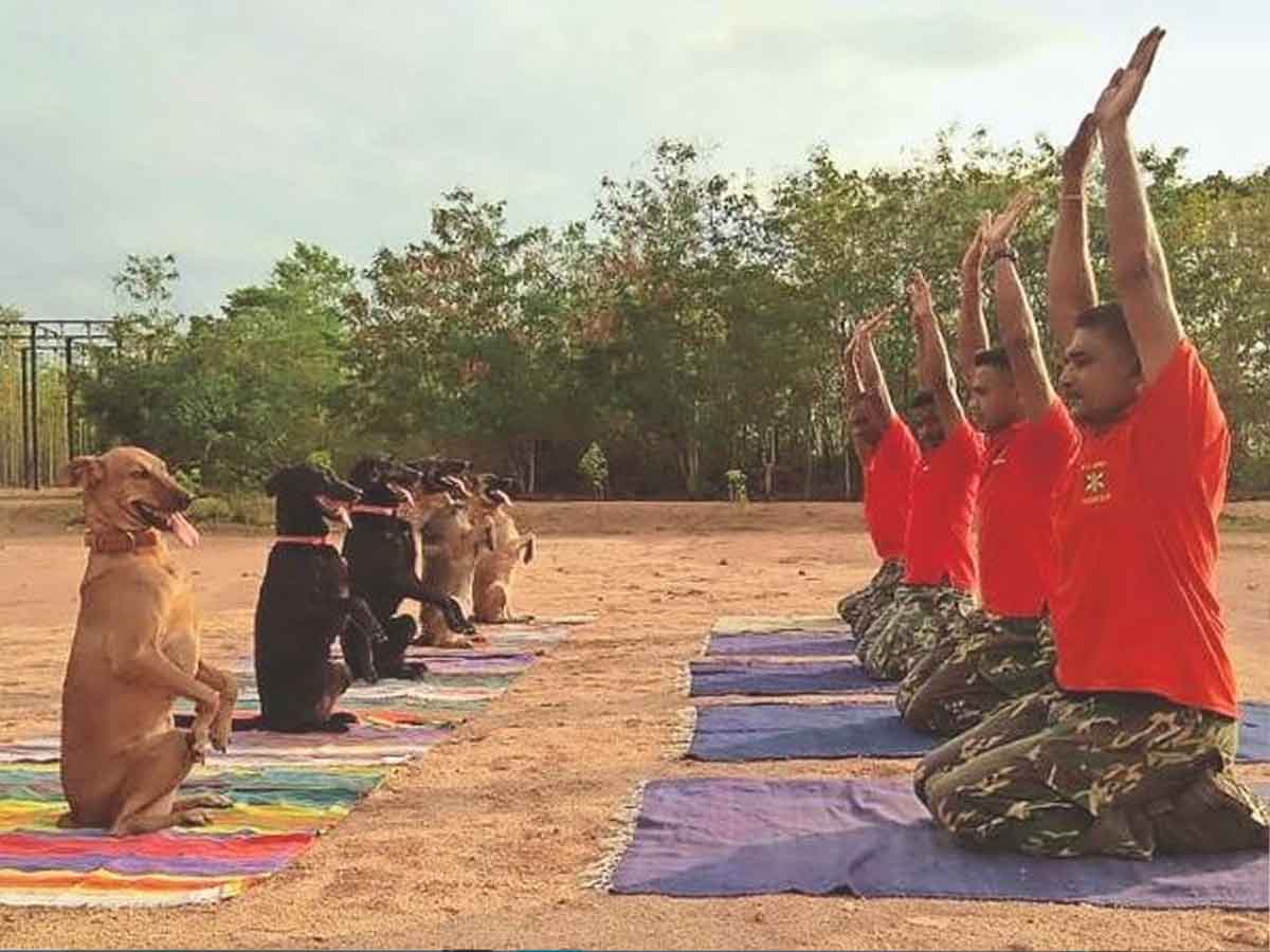 సైనికులతో కలిసి శునకాల యోగాసనాలు.. ఎక్కడంటే..?