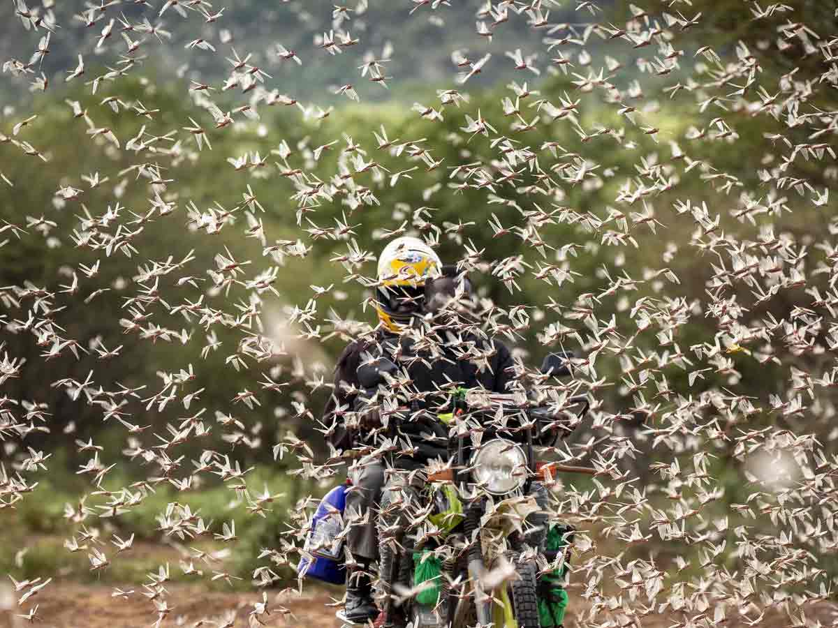 మిడతల దండును అడ్డుకునేందుకు ఇండో-పాక్‌ ఆపరేషన్‌