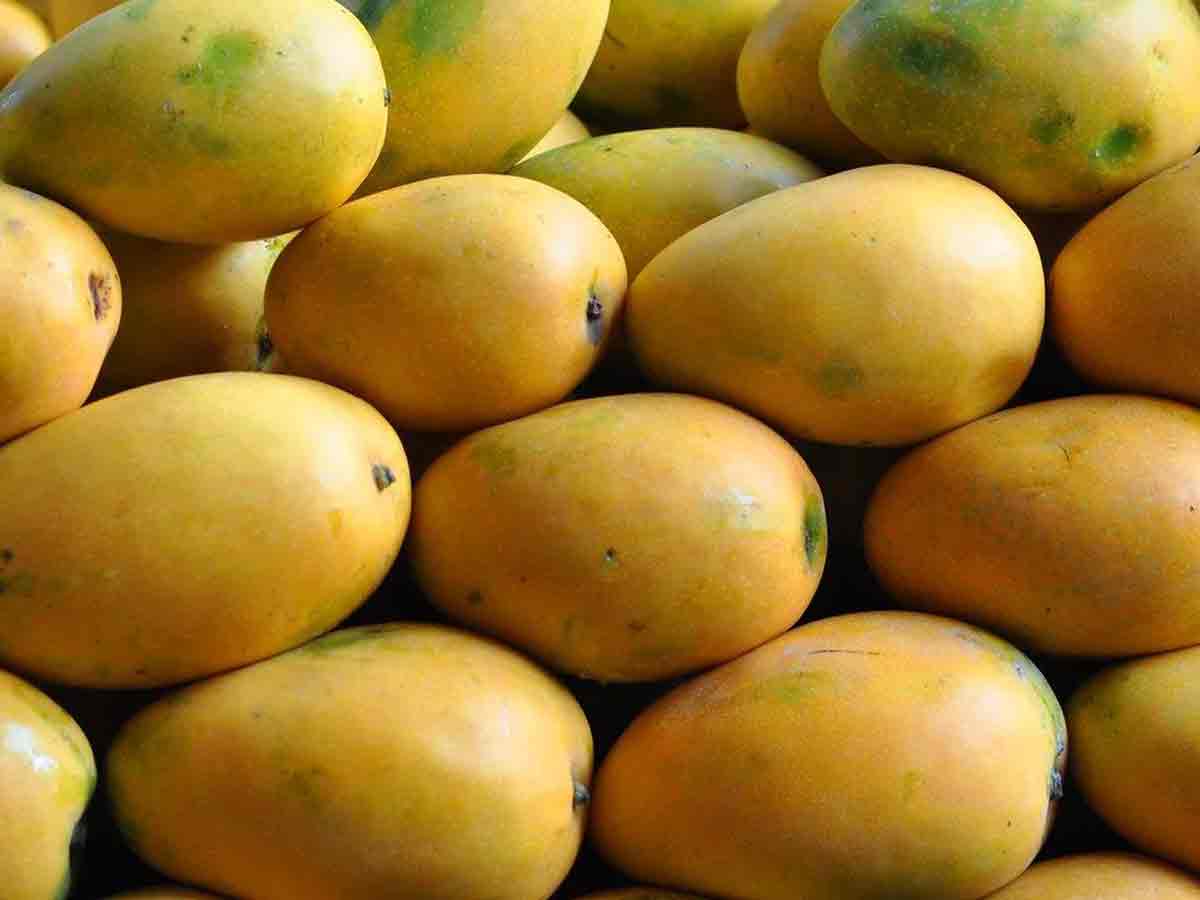 మధుమేహులకు శుభవార్త : పాక్‌లో చక్కెర లేని మామిడి పండ్లు