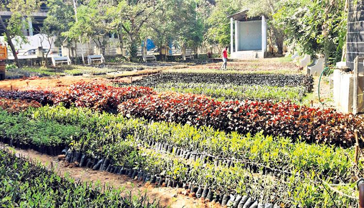 ఐదు సర్కిళ్లు.. 17 లక్షల మొక్కలు