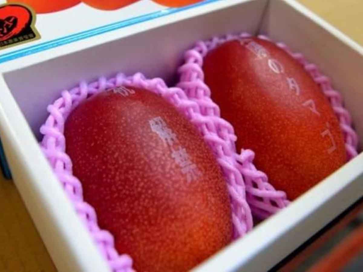 ఈ మామిడి పండ్లు చాలా కాస్ట్‌లీ గురూ..!