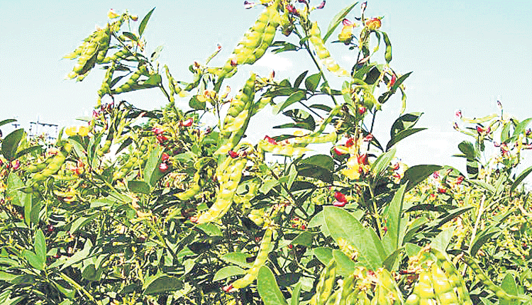 లాభాల తొగరి