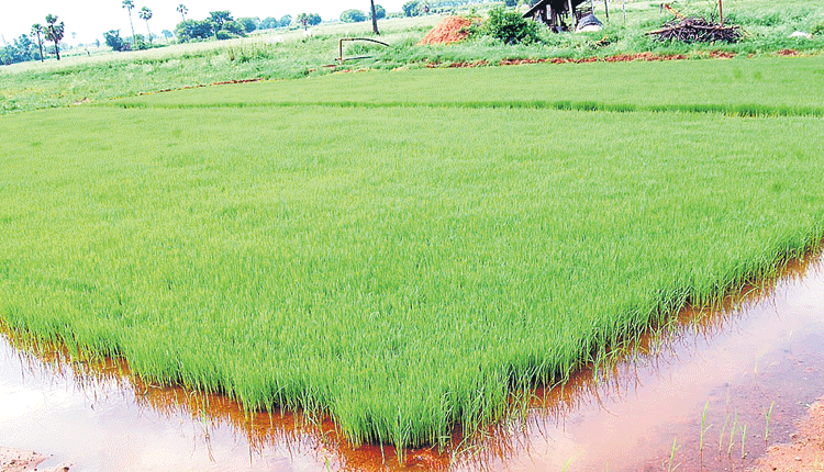 రైతే రాజు