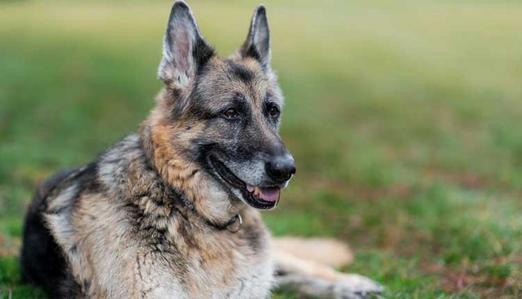 అమెరికా అధ్య‌క్షుడి ఆత్మీయ శున‌కం మృతి