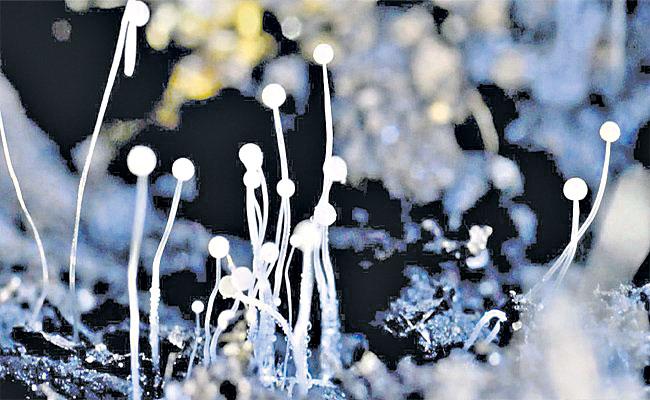 బ్లాక్‌ ఫంగస్‌ చికిత్సకు మార్గదర్శకాలు