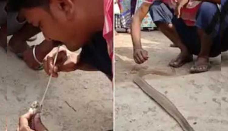 పాము నోట్లోకి ఊపిరి ఊదిన యువ‌కుడు..!