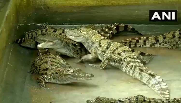 జూలో మొస‌లికి ఒకేసారి 14 పిల్లలు ..వీడియో