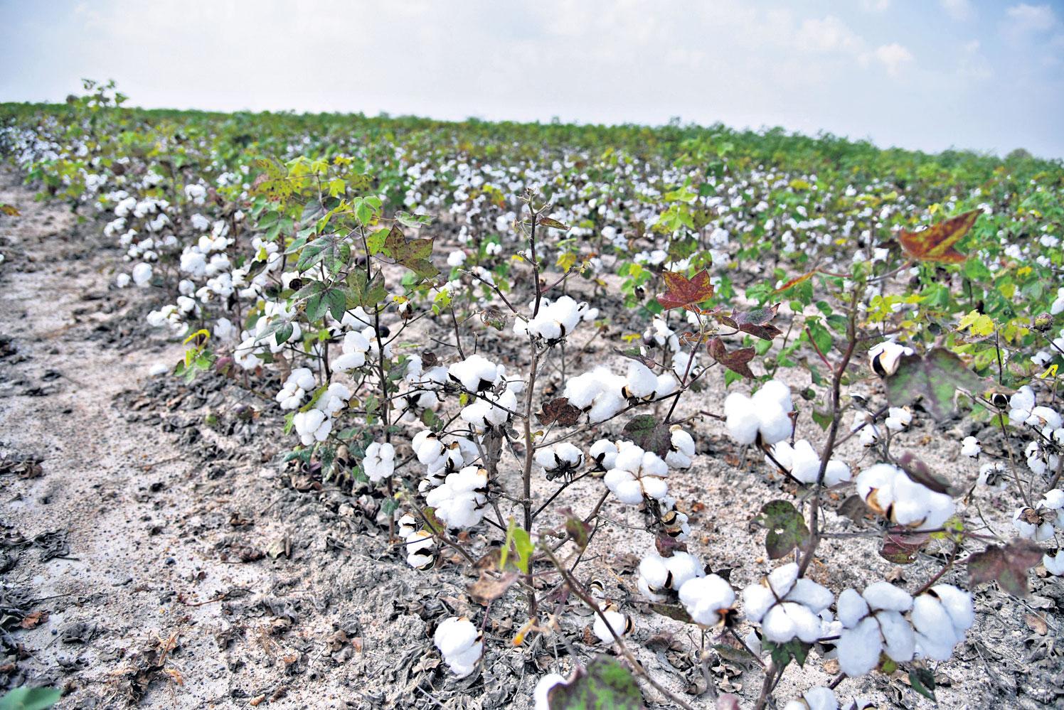 నీటి పారకంతో పత్తి పండుగే