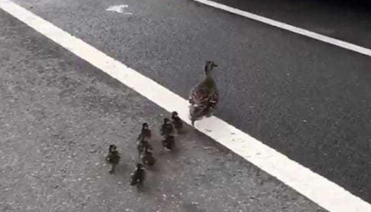 పిల్ల‌ల‌తో రోడ్డుపైకి బాతు, ట్రాఫిక్ జామ్.. వీడియో వైర‌ల్‌