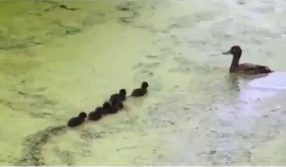 బాతు దాగుడుమూత‌లాట‌.. వీడియో వైర‌ల్