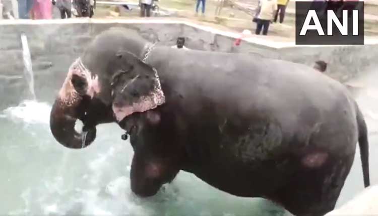 కొత్తగా నిర్మించిన పూల్‌లో ‘అఖిల‌’ జ‌ల‌కాలాట‌..వీడియో