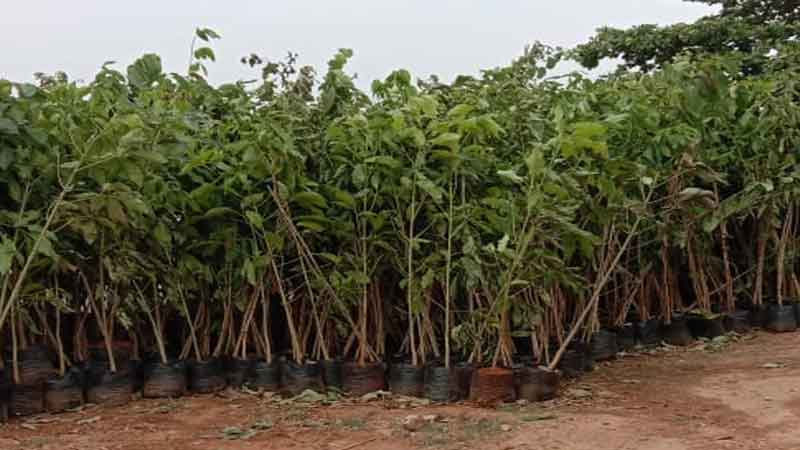 మొక్కల పంచాయితీ..