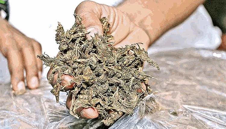 కోటి విలువైన గంజాయి పట్టివేత