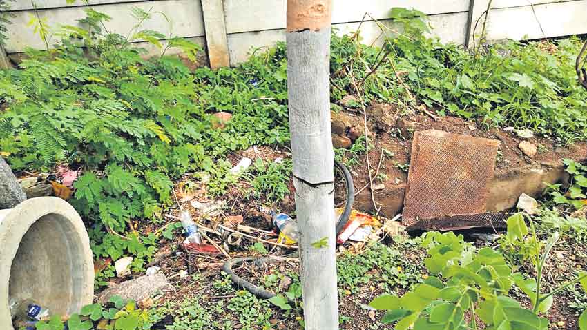 హరిత మొక్కలపై కత్తి గాట్లు