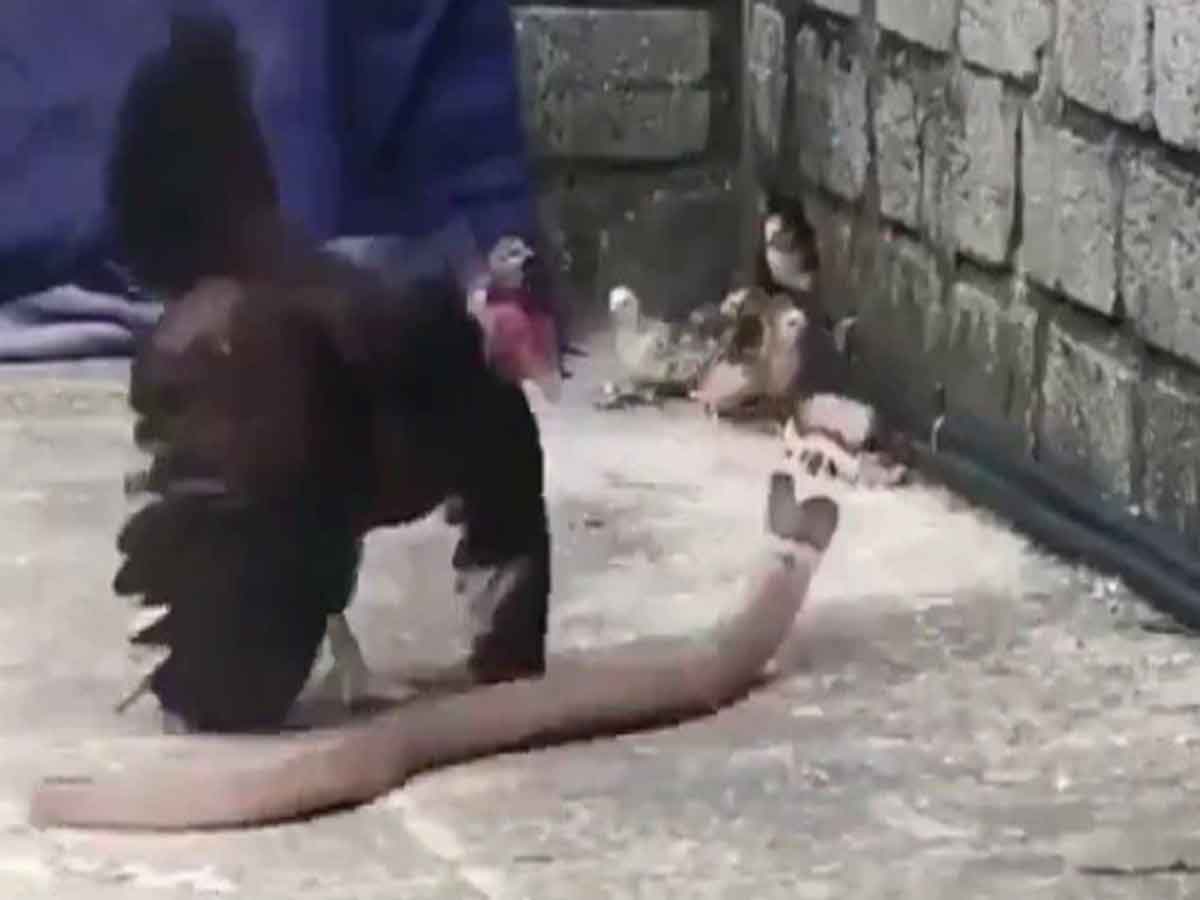 పిల్ల‌ల‌ను ర‌క్షించుకునేందుకు పాముతో కోడి పోరాటం: వీడియో