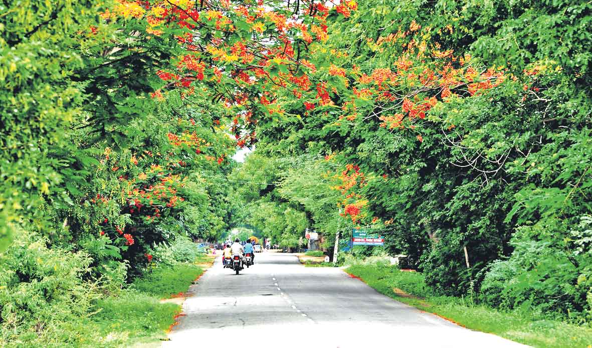 భూమికి పచ్చని రంగేసినట్టు