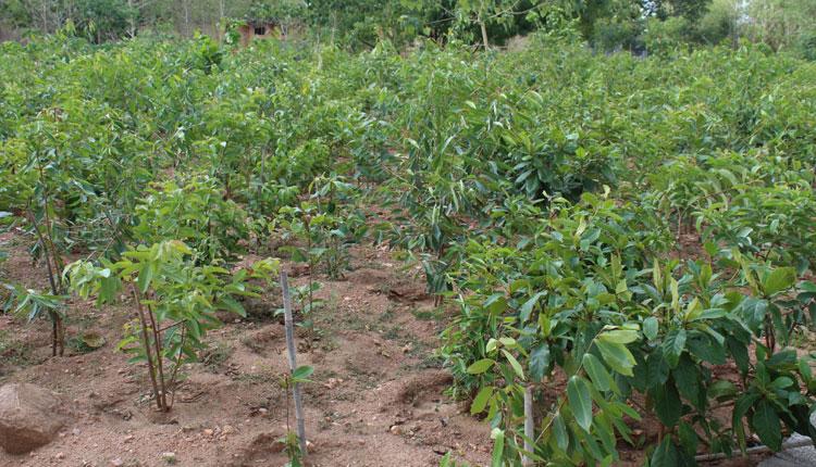 నెరవేరుతున్న ‘హరిత’ లక్ష్యం