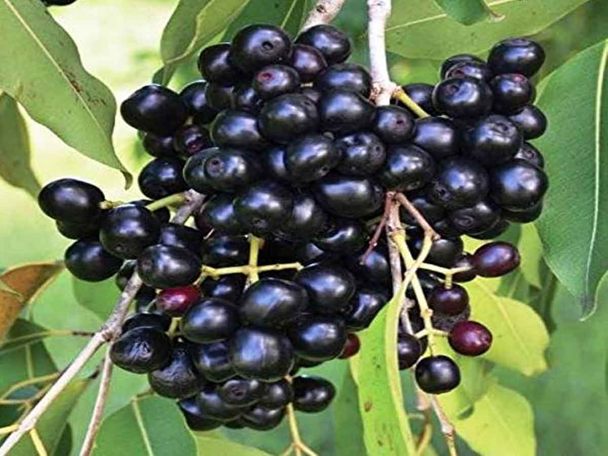 నేరేడు పండ్లు అందరూ తినకూడదా…?