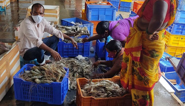 విదేశాలకు పాలేరు రొయ్యలు