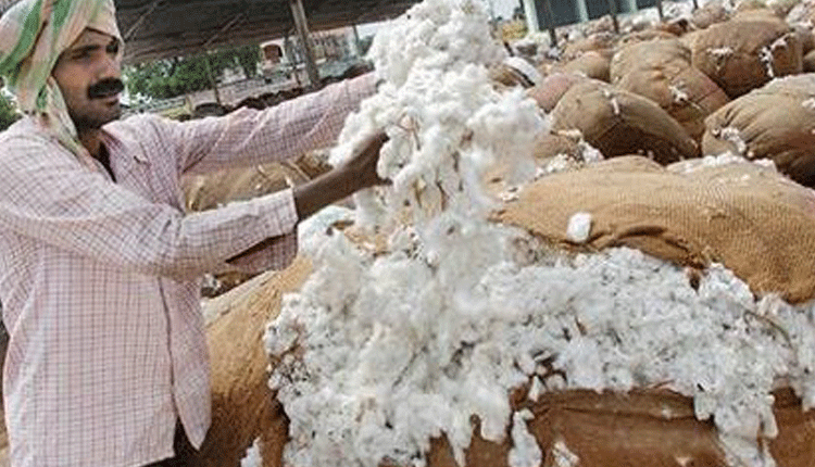 పత్తి పంట ఆల్‌ టైం రికార్డు