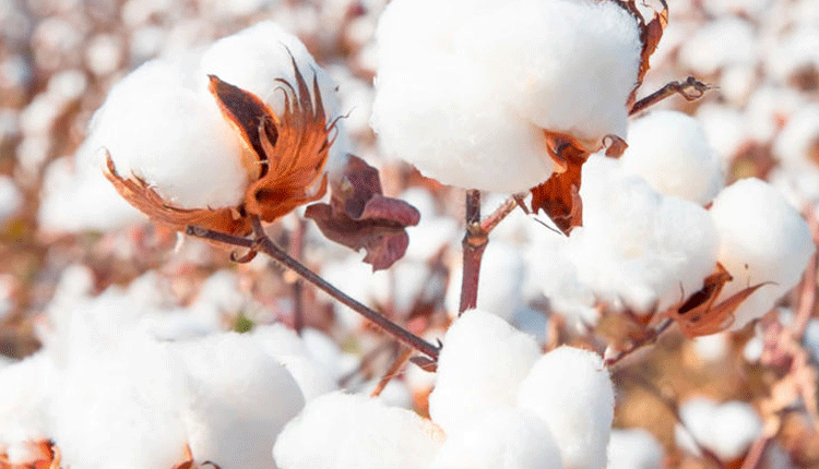 ఖమ్మం మార్కెట్లో రికార్డు స్థాయి ధర పలికిన తెల్ల బంగారం