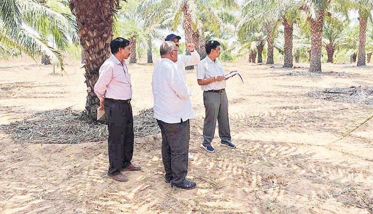 ఆయిల్‌ తోట.. ప్రత్యామ్నాయ బాట..