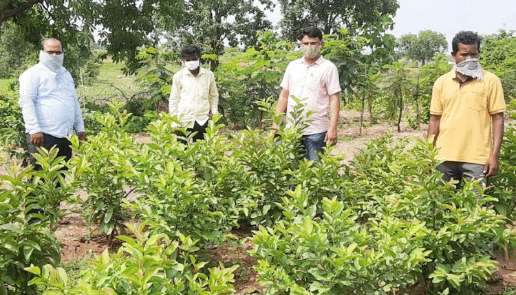 నాటిన మొక్కలను సంరక్షించాలి