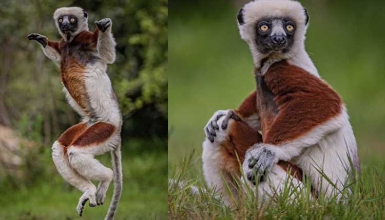 లెమ్యూర్స్ డ్యాన్స్ ఎప్పుడైనా చూశారా.. ఫ‌న్నీ వీడియో