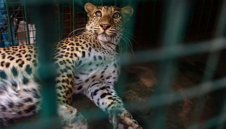 బాత్రూమ్‌లో చిరుత దాడి.. యువ‌కుడికి తీవ్ర గాయాలు