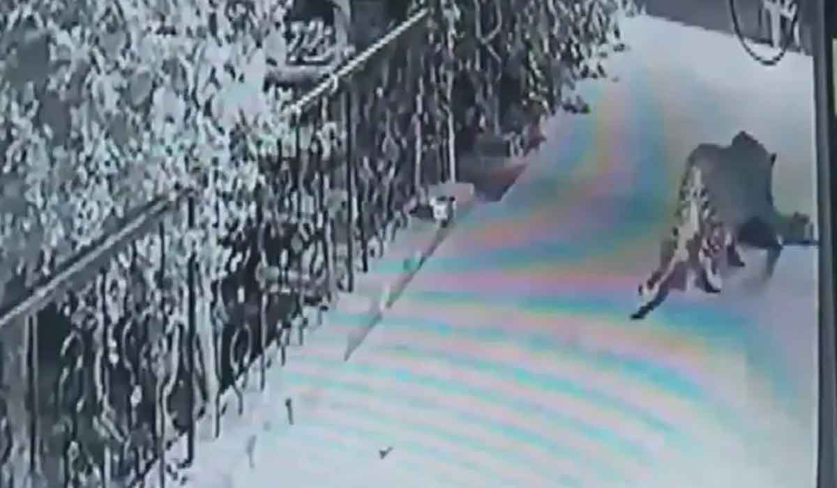 ఇంటిముందు పడుకున్న పెంపుడు కుక్కను ఎత్తుకెళ్లిన చిరుత.. వీడియో