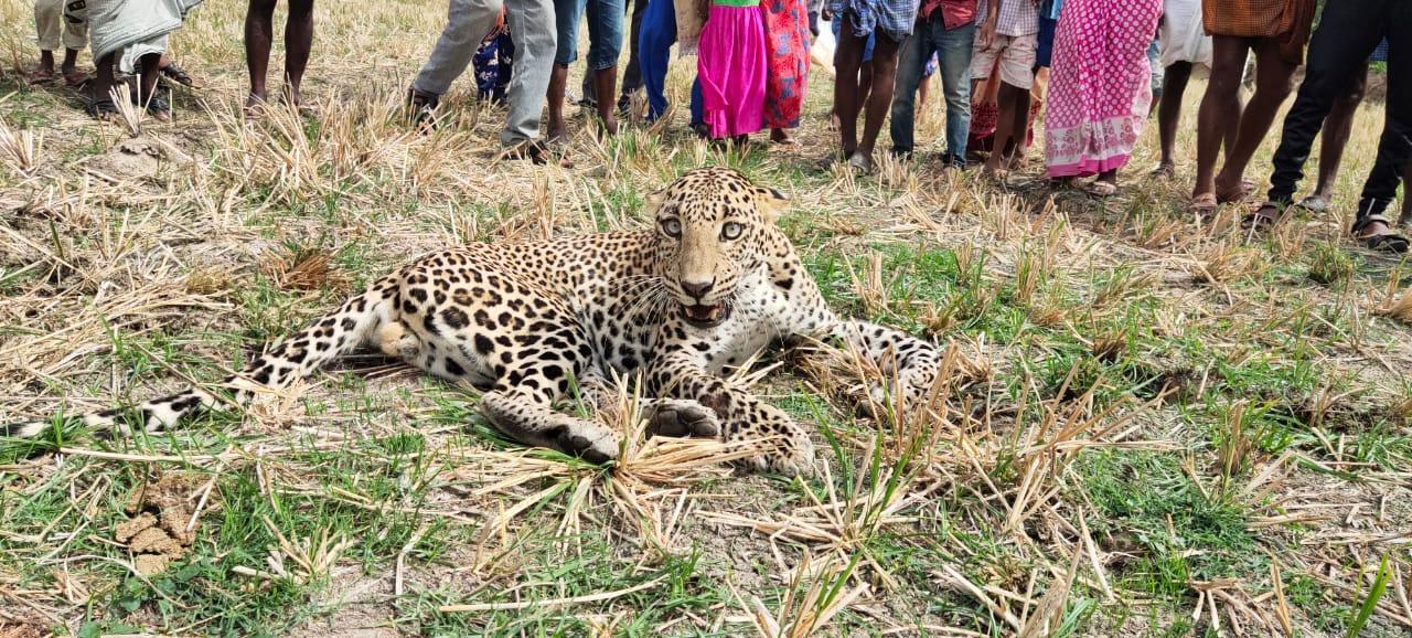 చిరుత‌నే కుమ్మేసిన బ‌ర్రెలు.. ఎక్క‌డో తెలుసా?