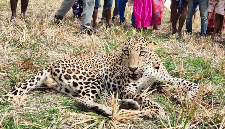 కోయిలకొండలో చిరుత.. రెండు కాళ్లకు గాయాలు