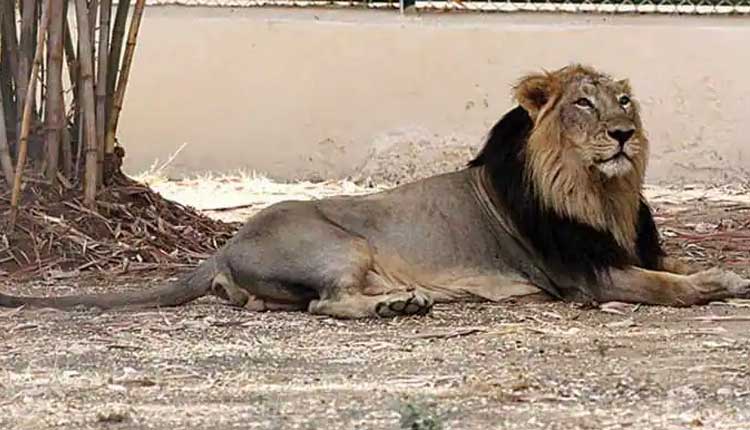 రైలు ఢీకొని సింహం మృతి