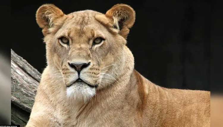 క‌రోనాతో జూలో ఆడ సింహం మృతి.. మ‌రో 9 సింహాల‌కు పాజిటివ్‌!