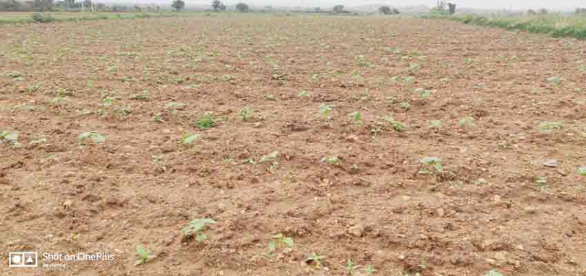 కురిసిన వర్షం..అన్నదాతల్లో ఆనందం