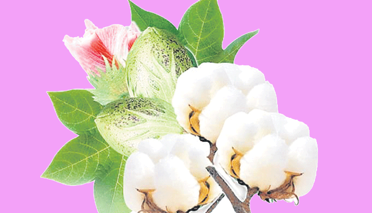 దూదిపూల సాగు.. బహుబాగు..