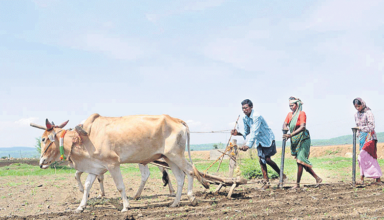గిరిజన వ్యవసాయం