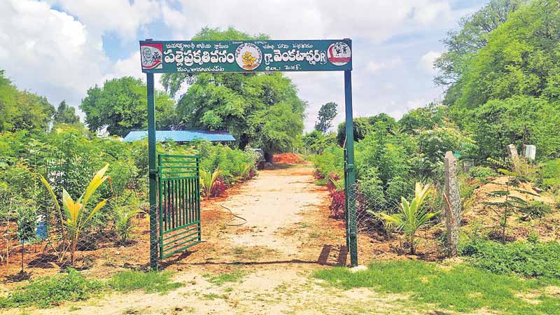 పార్కును తపలపిస్తున్న పల్లె ప్రకృతివనం
