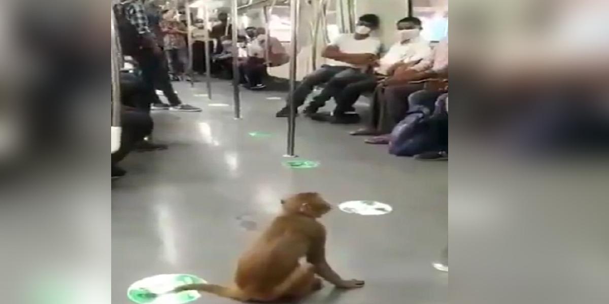 మెట్రోలో ప్రయాణించిన కోతి.. వైరల్‌ వీడియో