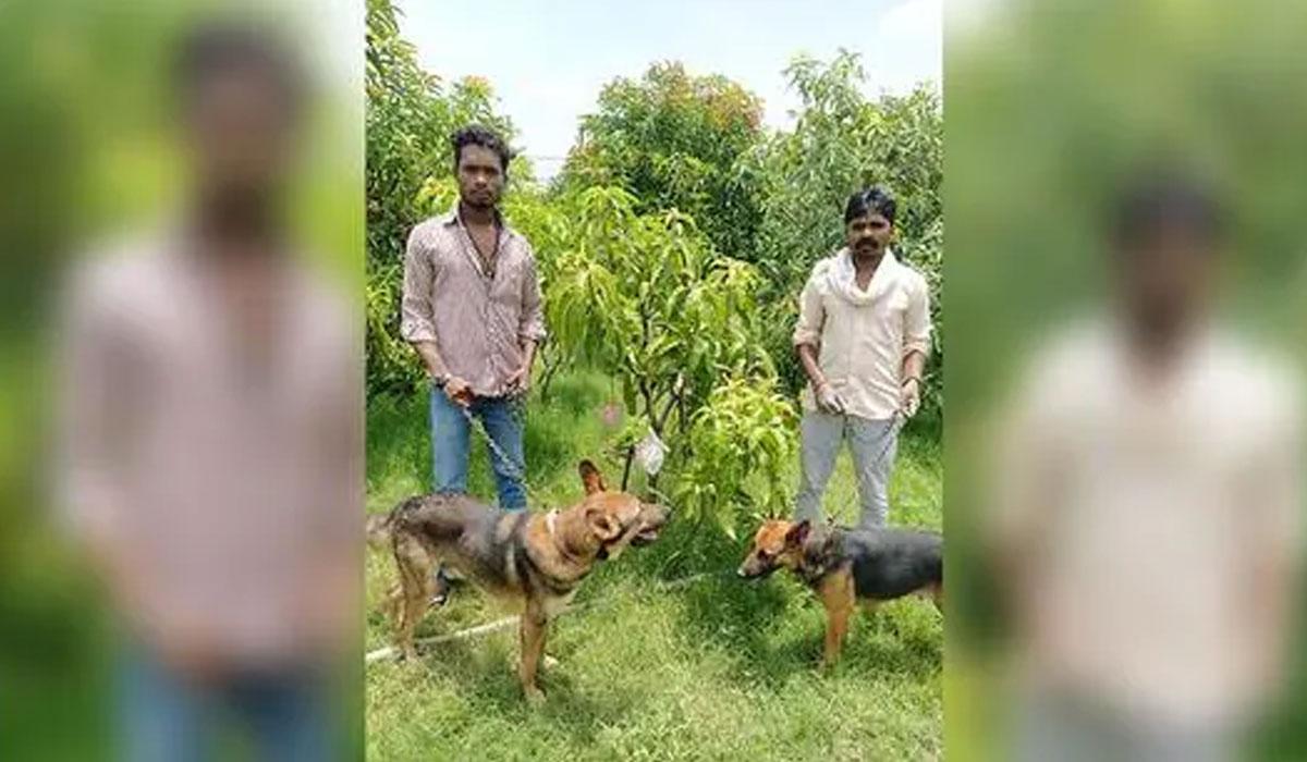 7 మామిడి పండ్ల‌కు 6 శున‌కాలు, న‌లుగురు సిబ్బంది కాప‌లా