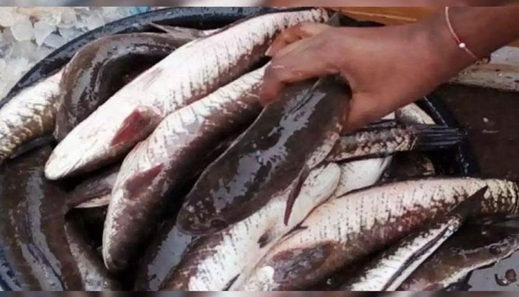 నేడు మృగశిర కార్తె.. చేపల మార్కెట్లలో పెరిగిన రద్దీ