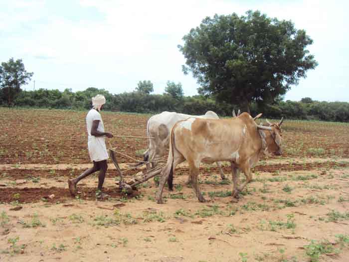 రైతన్నలకు రూ.596.21 కోట్లు