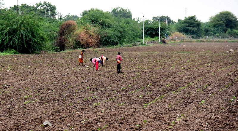 మెట్టకు జీవం