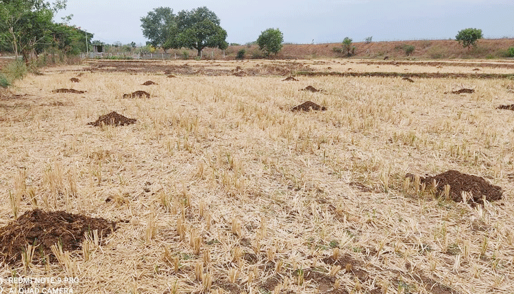 సేంద్రియం.. భూమికి బలం