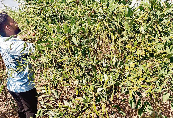 రంది లేకుండా కంది