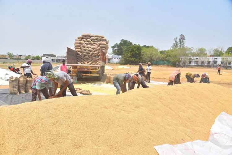 సాగు ధన్యం..సిరుల ధాన్యం!