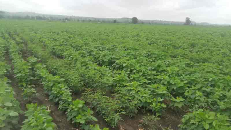 ఆదుకుంటున్న అంతర పంట